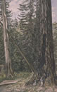 Fir Tree, Salt Spring Island, 1887
